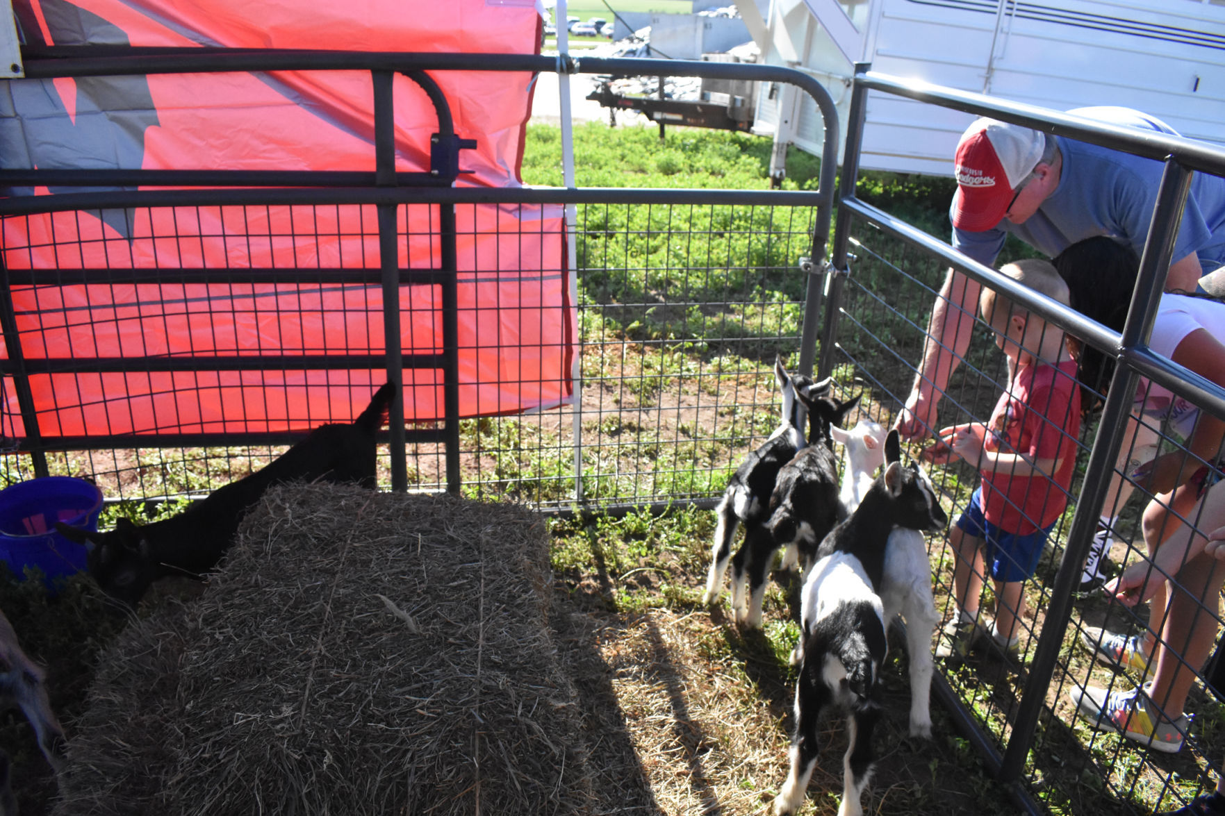 Goats at the petting zoo